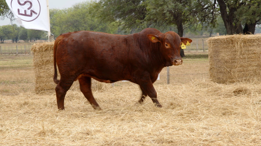 Lote TOROS