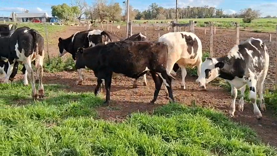 Lote 12 Terneros a remate en Pantalla Aniversario - Escritorio Camy, San José