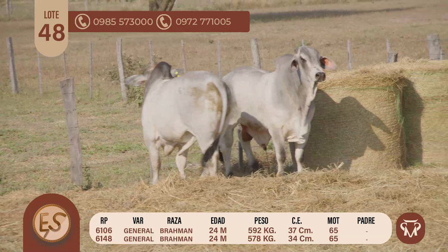Lote TOROS BRAHMAN 24 MESES