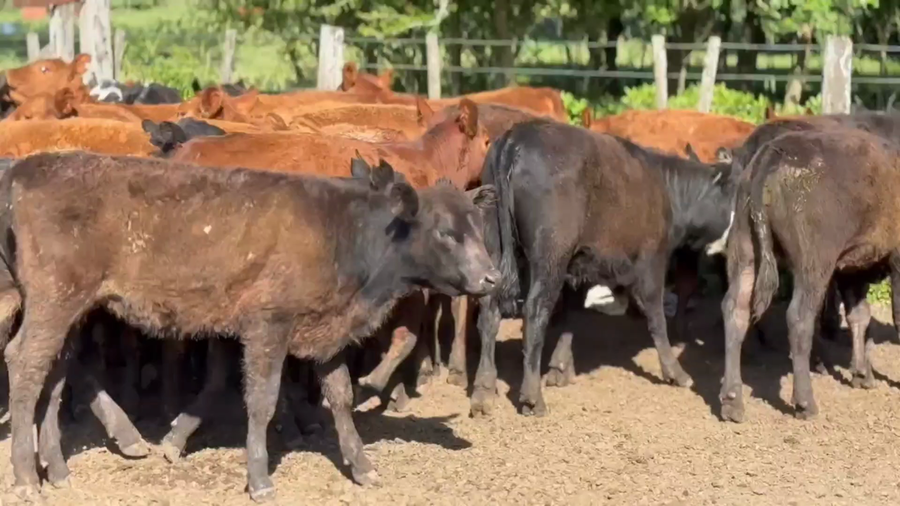 Lote 60 Terneros/as