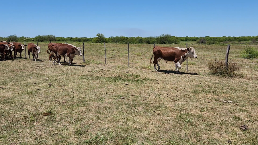 Lote 125 Novillos en Esquina, Corrientes