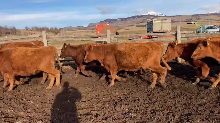 Lote 15 Vaquilla Engorda en Coyhaique, XI Región Aysén