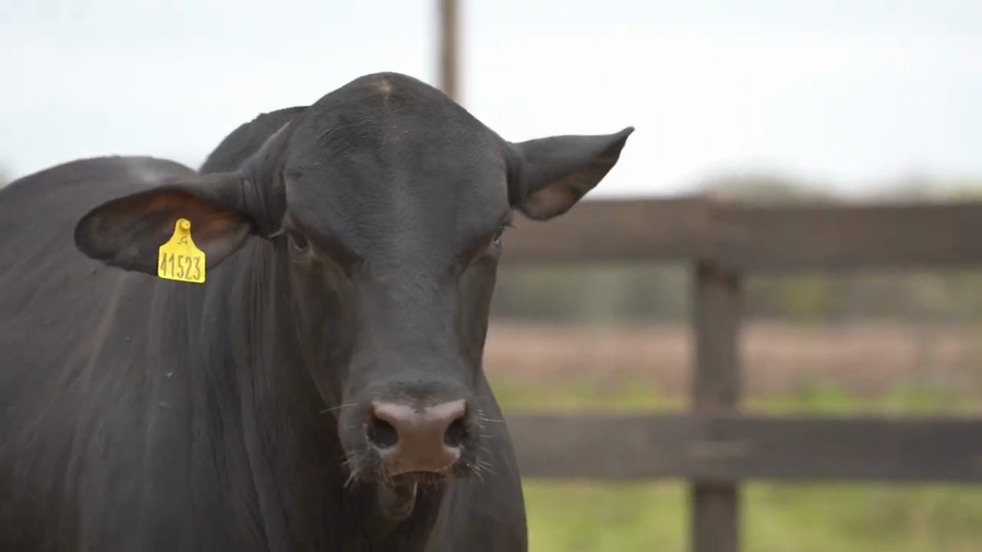 Lote Toros Brangus