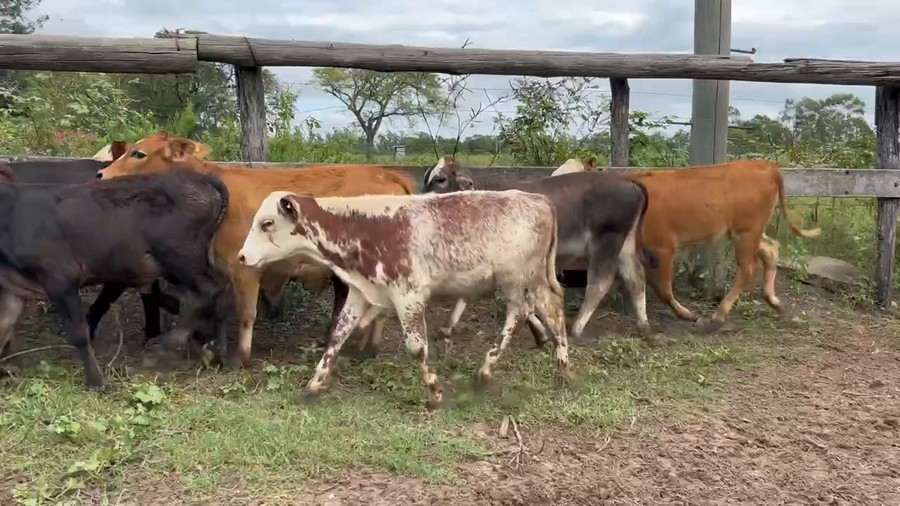 Lote 110 Terneros/as en Riachuelo, Corrientes