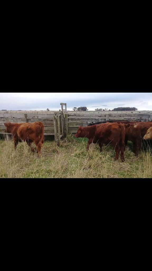 Lote 10 Novillitos y vaquillonas en Benito Juárez, Buenos Aires