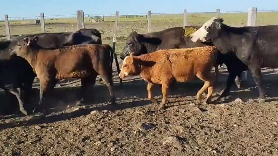 Lote Piezas de cría