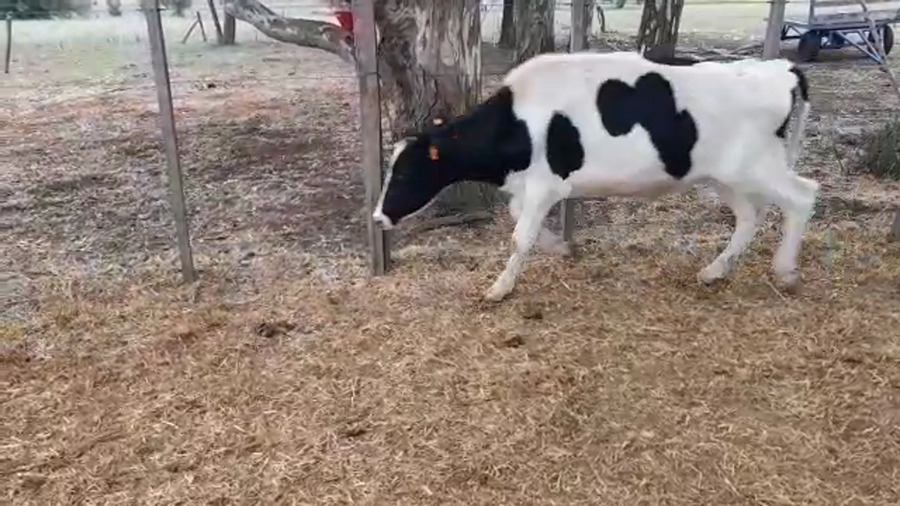 Lote 28 Terneros Holando