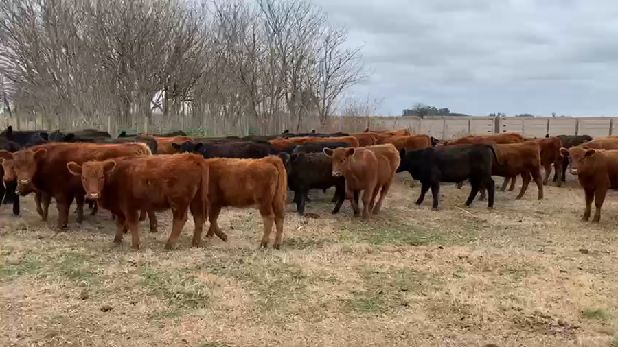 Lote 20 Terneras en Lincoln, Buenos Aires