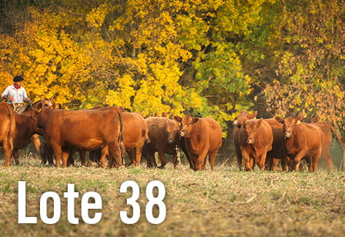 Lote 4 VAQUILLONAS PREÑADAS PURAS DE PEDIGREE