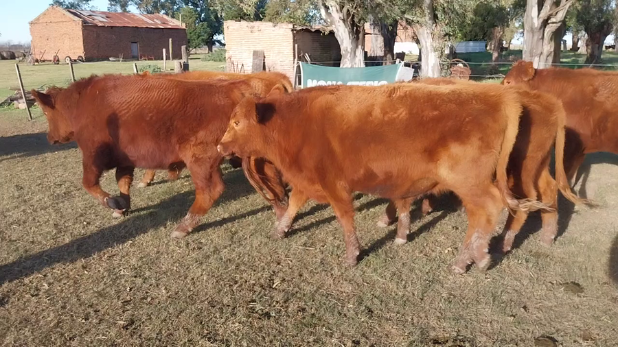 Lote 22 Novillitos en Huanguelen