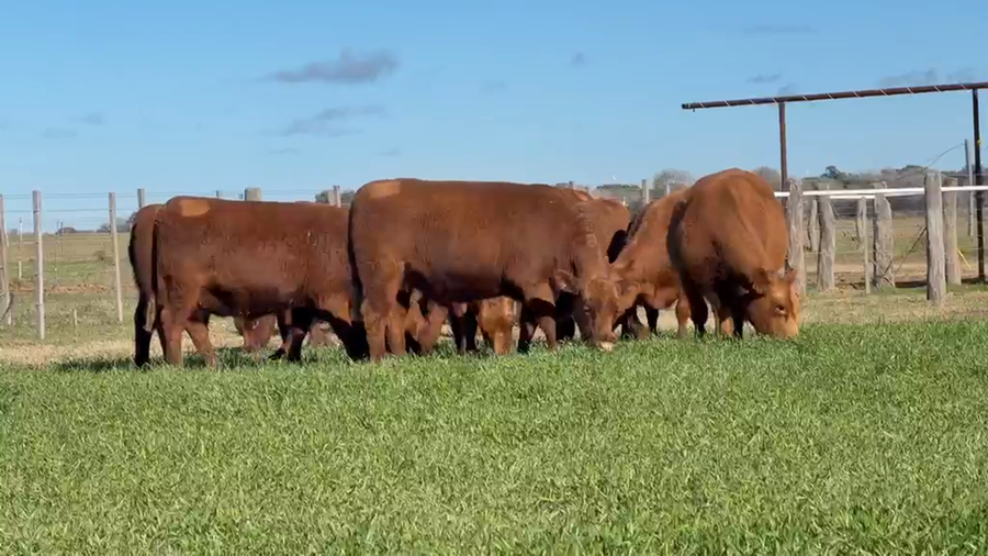 Lote VAQUILLONAS ANGUS PURAS CONTROLADAS COLORADAS