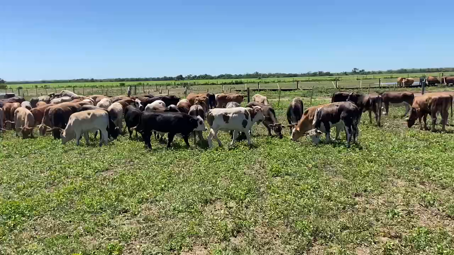 Lote 170 Novillitos en Ibarreta, Formosa