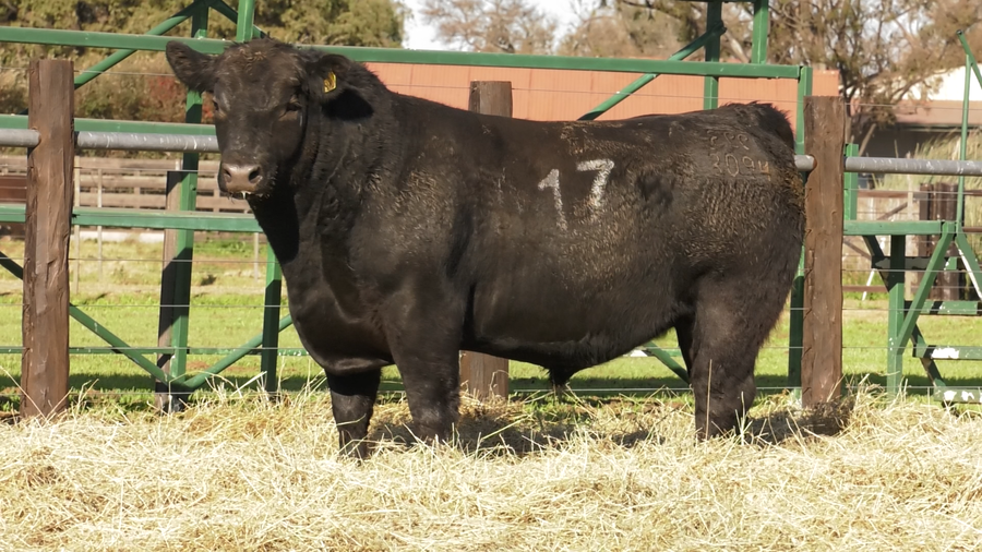 Lote TOROS ANGUS PURO CONTROLADO