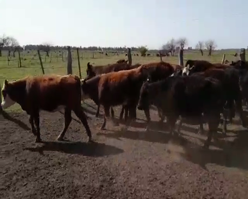 Lote 31 Terneros/as en Brandsen, Buenos Aires