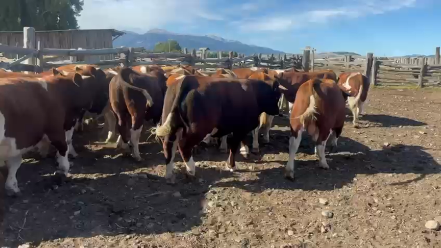 Lote 40 Ternero en Coyhaique, XI Región Aysén