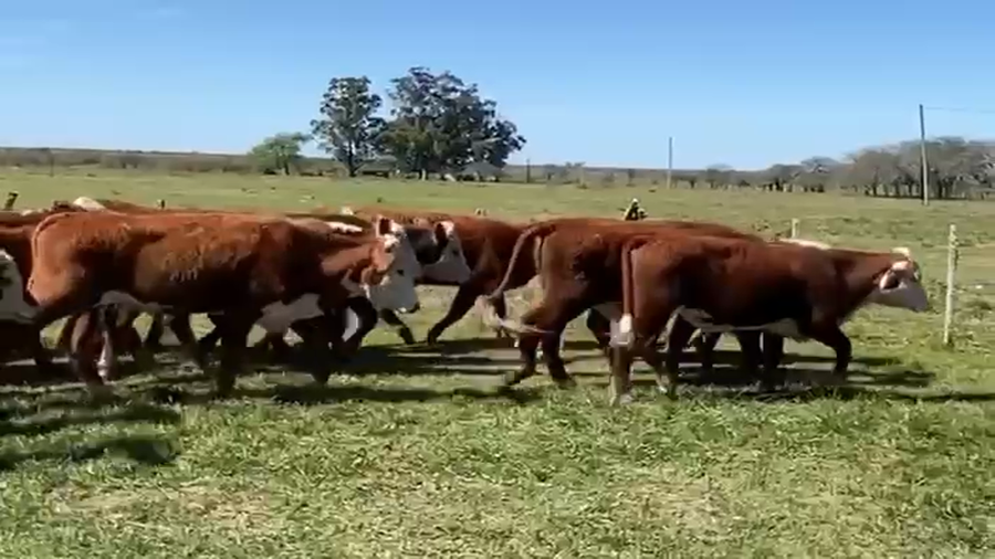 Lote 75 Novillitos