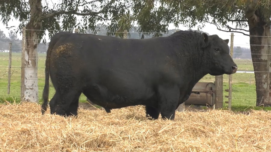 Lote TOROS PUROS POR CRUZA