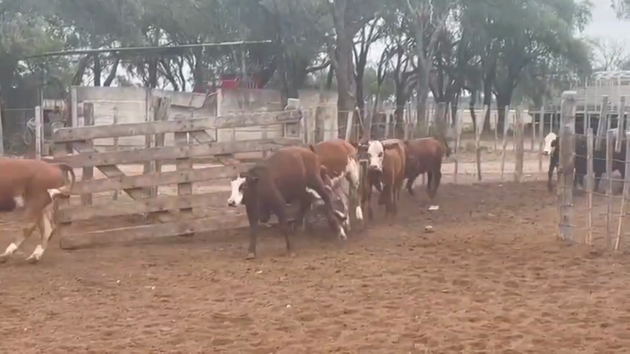 Lote 110 Terneras en Quimilí, Santiago del Estero