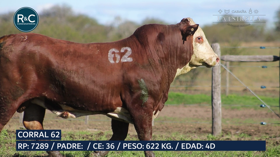 Lote Toro Braford