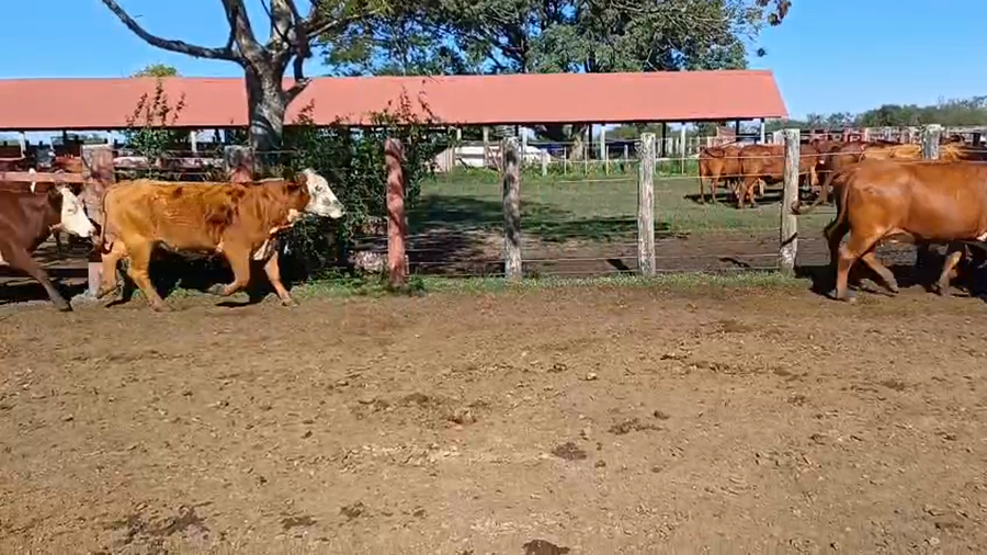 Lote 33 Vacas nuevas Preñadas