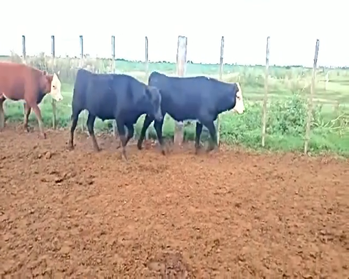 Lote 26 Terneros en Santa Maria, Córdoba