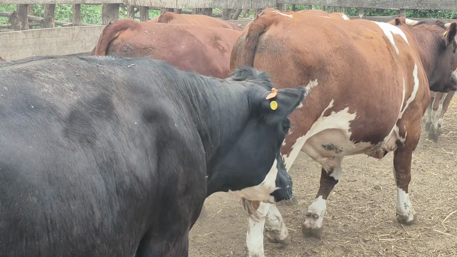 Lote 45 Novillo Gordo en Yerbas Buenas, VII  Región Maule