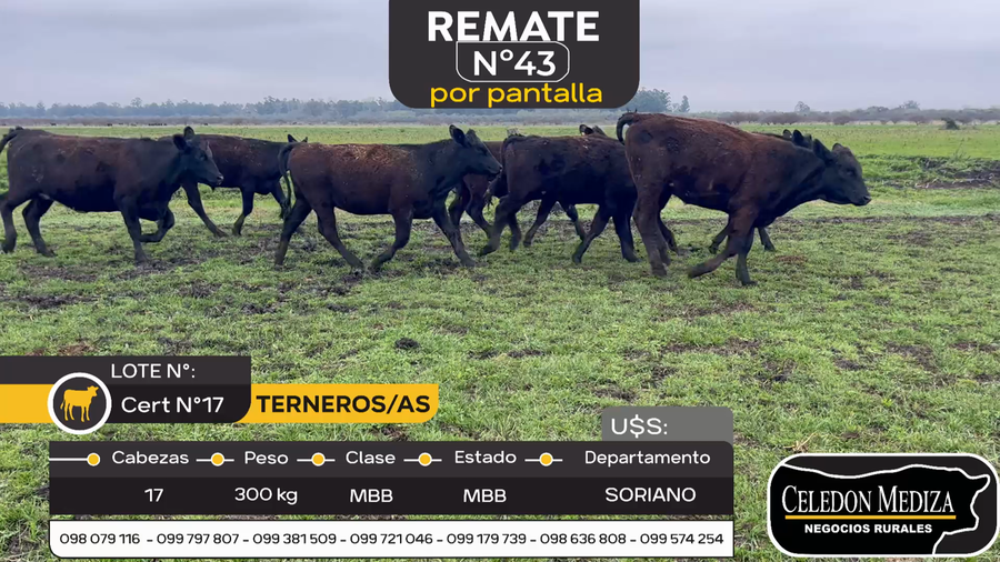 Lote 17 Terneros y Terneras en Agraciada, Soriano
