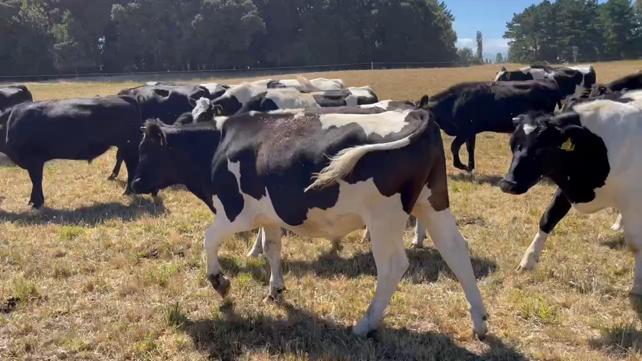 Lote 40 Novillo Engorda en Río Bueno, XIV Región Los Ríos