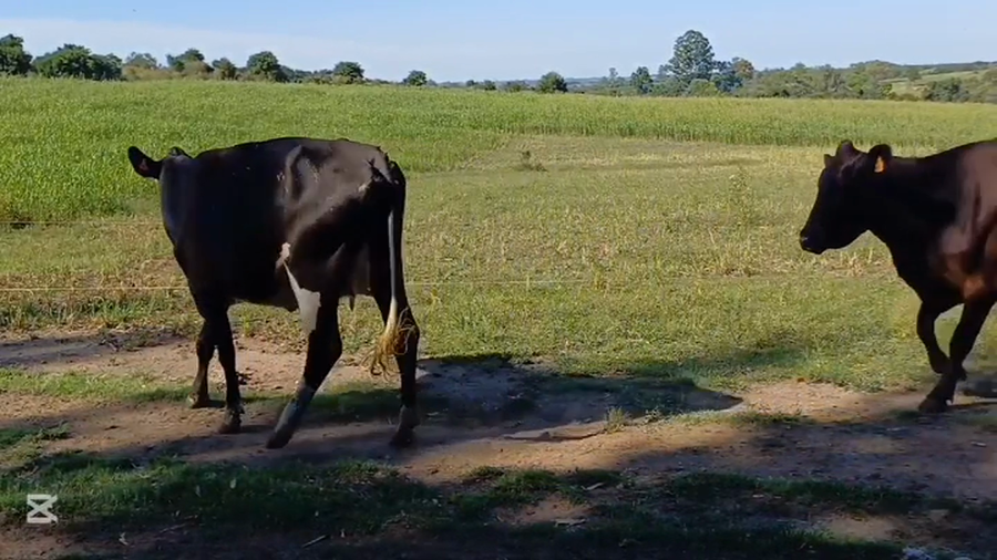 Lote VACAS DE INVERNADA