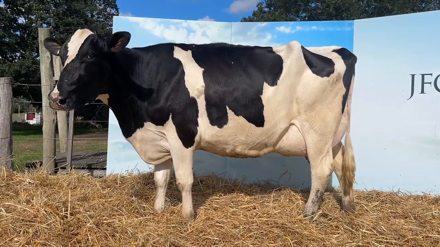 Lote VACAS PARIDAS CABAÑA MALKE-KO