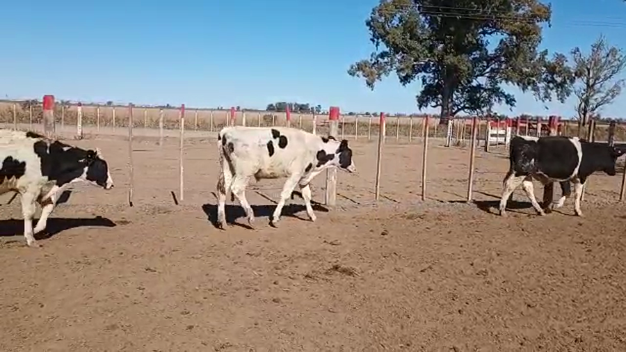 Lote 30 Novillitos Holando Argentino en Porteña , Córdoba