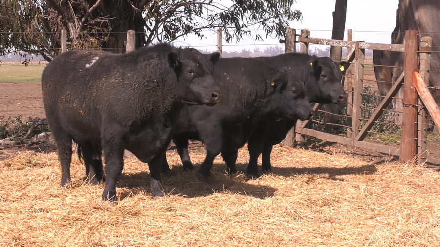 Lote TOROS PUROS POR CRUZA 