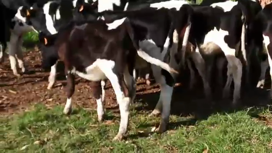 Lote (Vendido)12 Terneras a remate en Pantalla Camy Mayo - Desde La Cuenca 160kg - , San José