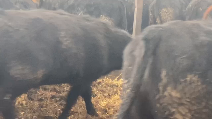 Lote 25 Novillo Gordo en Río Bueno, XIV Región Los Ríos