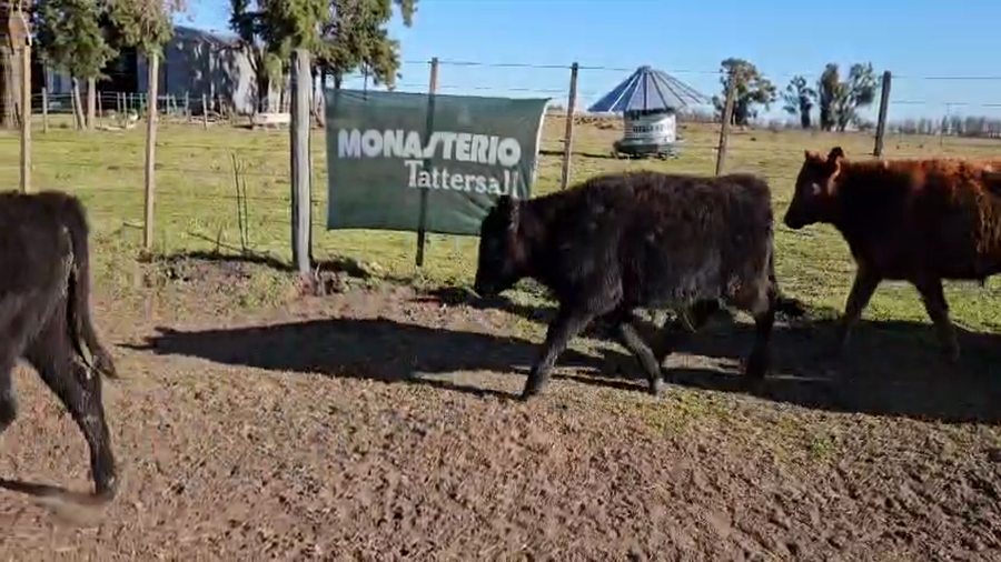 Lote 78 Terneros en Buenos Aires, Bolívar