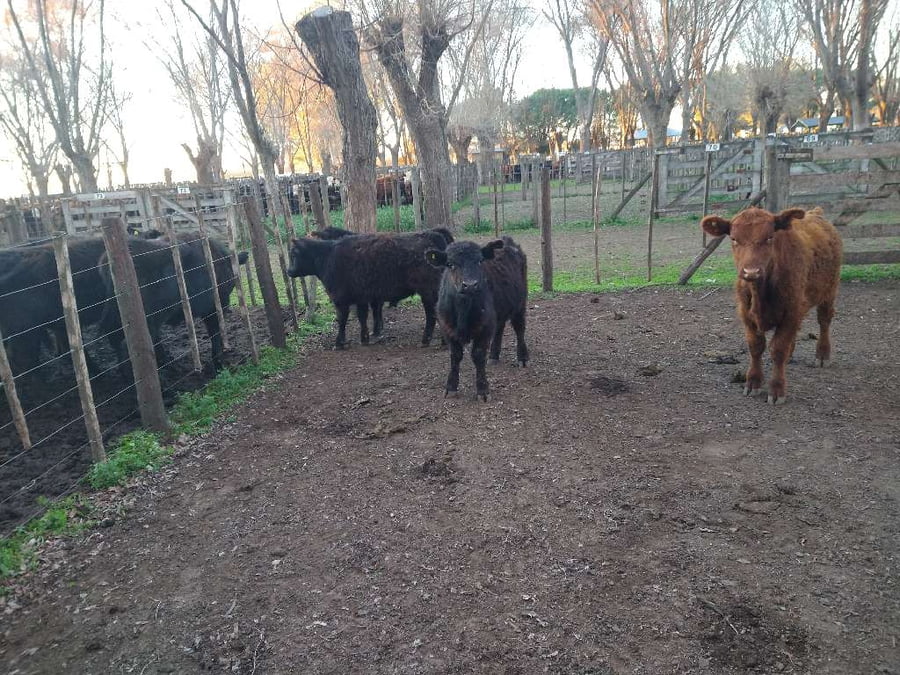 Lote 4 Terneros en Gral. Lamadrid, Buenos Aires