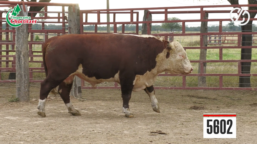Lote Hereford