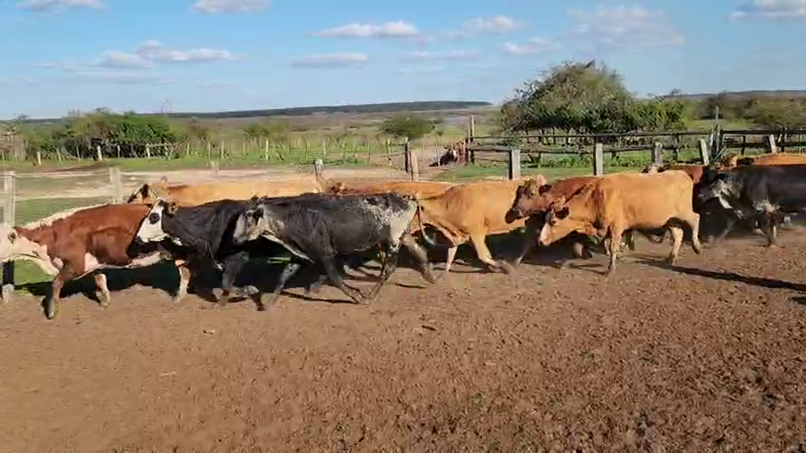 Lote 50 Vacas CUT preñadas