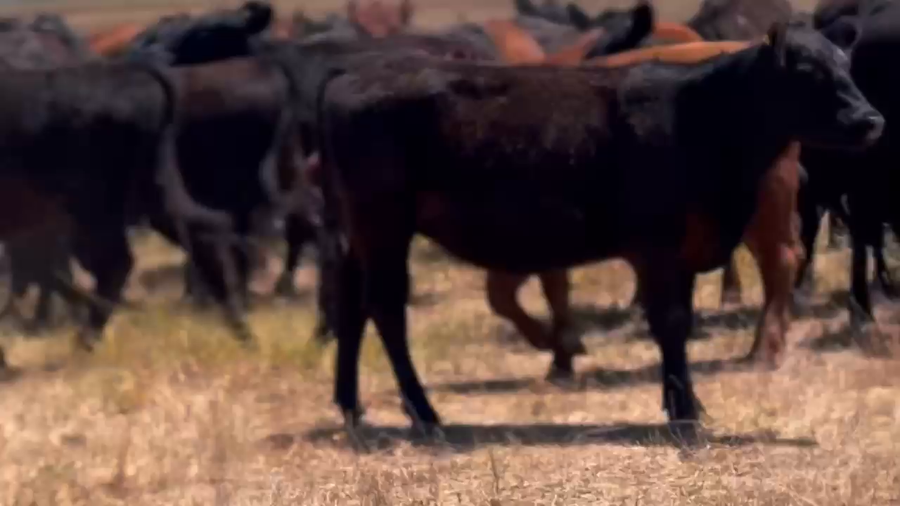 Lote 58 Novillitos y vaquillonas