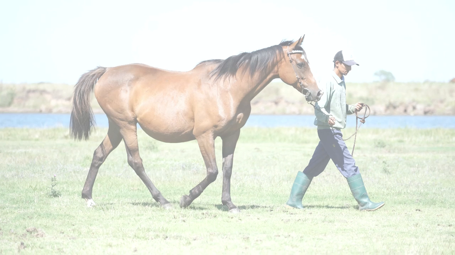 Lote SOLTERIA (LIZARD ISLAND - SUPER SOLA)  Preñez por SANDINO RULER