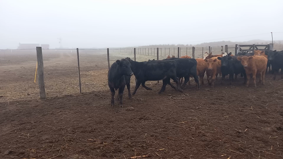 Lote Terneros/as en Salazar, Buenos Aires