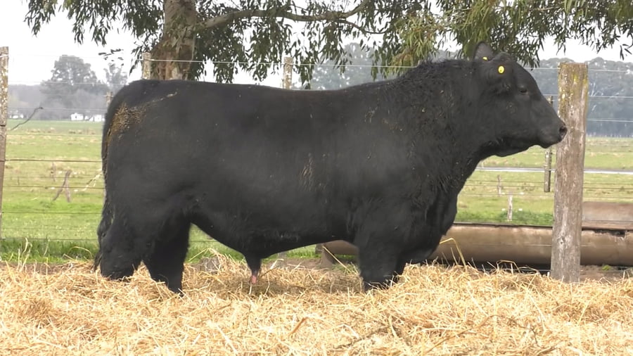 Lote TOROS PUROS POR CRUZA