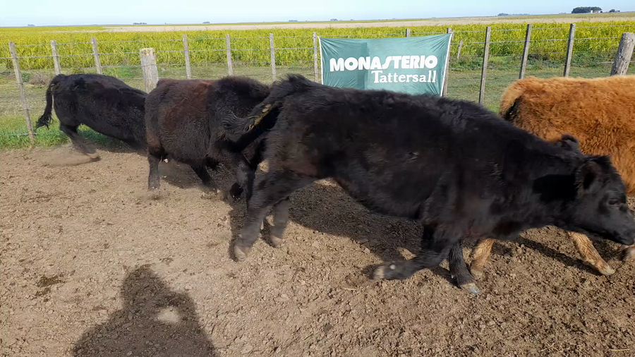 Lote 30 Terneros en Benito Juarez