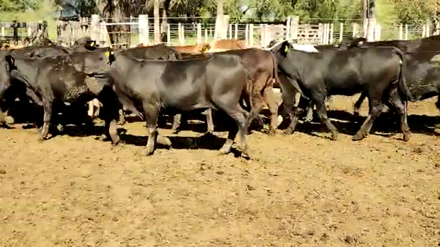 Lote 100 Vaquillonas en Quimilí, Santiago del Estero