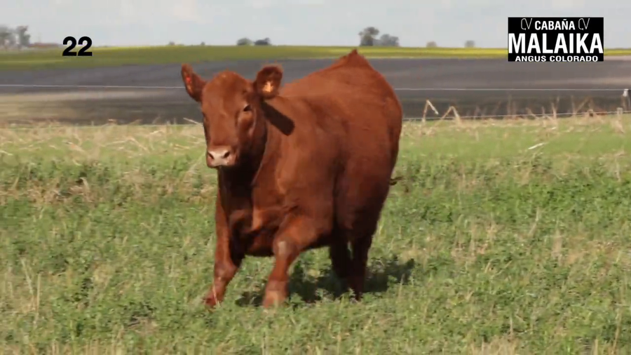 Lote "TERNERA PURA DE PEDIGREE ""CABAÑA MALAIKA"""