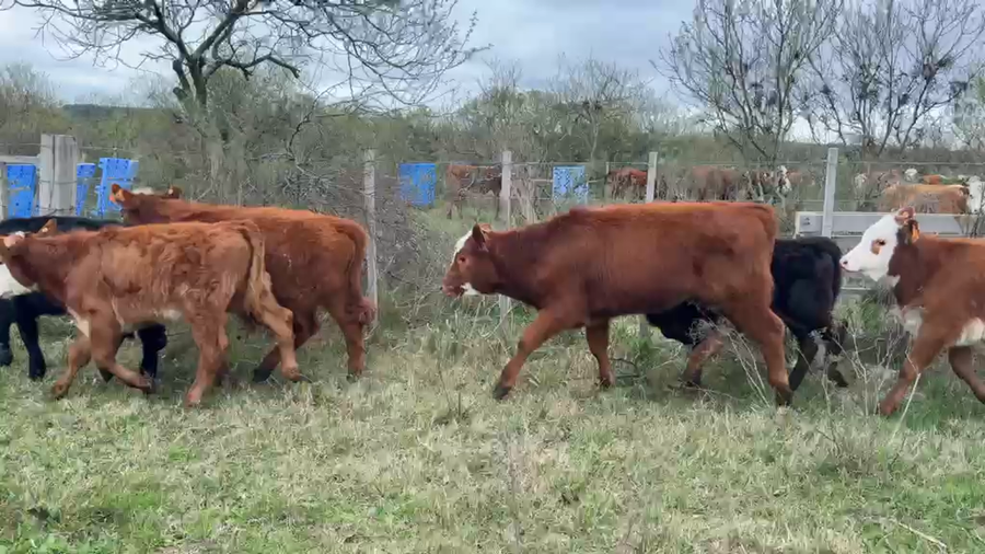 Lote TERNERAS