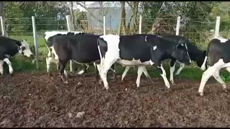 Lote NOVILLOS DE 1 A 2