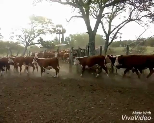 Lote 25 Terneros en Federal, Entre Ríos