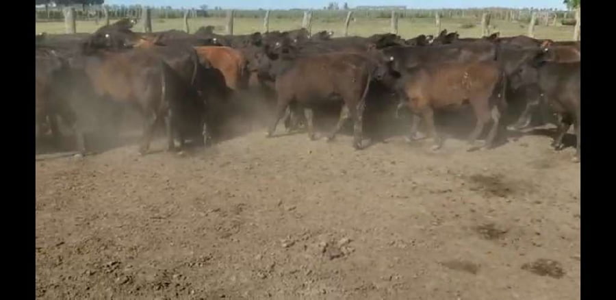 Lote 77 Terneros/as en Villaguay, Entre Ríos