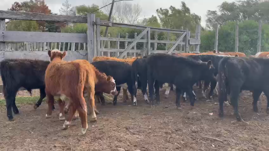 Lote (Vendido)17 Terneros HEREFORD ANGUS Y CRUZAS a remate en Pantalla Camy Mayo - Desde La Cuenca 130kg - , San José